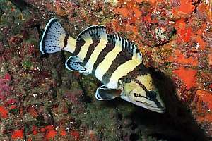 f030934: Yellow-banded perch (Acanthistius cinctus)