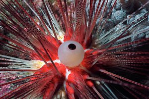 f031205: closeup of red diadema urchin