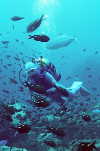 f031311: diver surrounded by demoiselles
