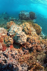 f031424: a garden of lush fleshy corals