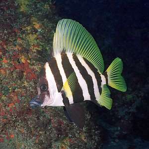 f031519: Striped boarfish (Evistias acutirostris)