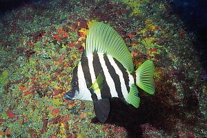 f031520: Striped boarfish (Evistias acutirostris)