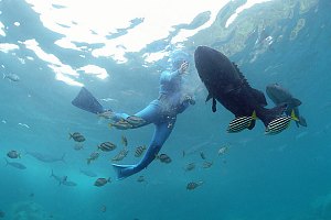 f031703: diver and large groupers
