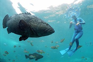f031704: snorkeldiver and groupers