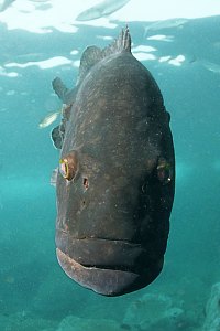 f031709: female spotted black grouper