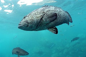 f031715: large female spotted black grouper