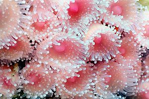 jewel anemone (Corynactis haddoni)
