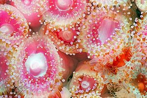 jewel anemone (Corynactis haddoni)