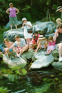 f211533: children and adults feeding eels
