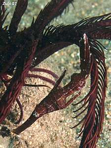 Solenostomus cyanopterus. The robust ghost pipefish