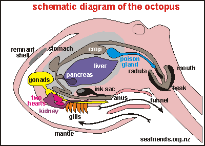 schematic biology of the octopus