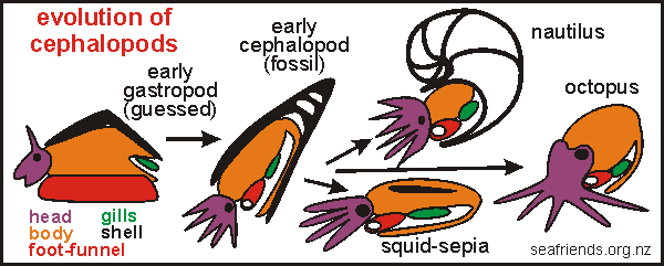 evolution of cephalopods