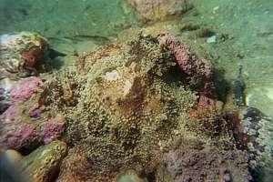 camouflaged octopus