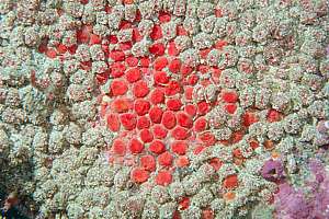 red sponge covered in chalky sand