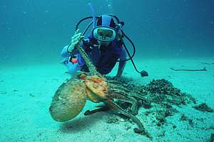 a large sand octopus and diver