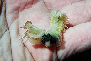 parchment worm Chaetopterus variopedatus