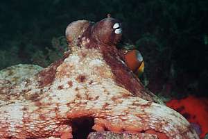 a large octopus showing no fear at all