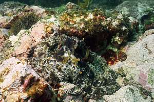 a well camouflaged octopus