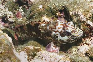 marbled hawk fish (Cirrhitus pinnulatus)