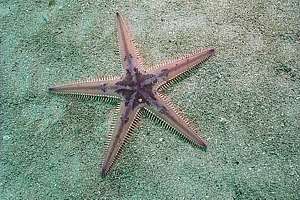 comb star (Astropecten polyacanthus)