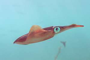 Broad squid (Sepioteuthis australis)