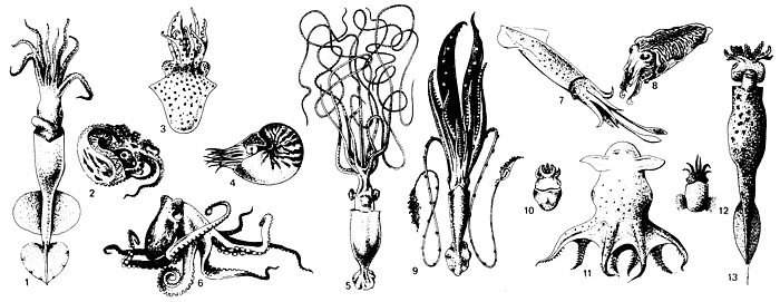cephalopod species