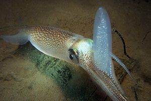 arrow squid (Loligo opalescens) from California
