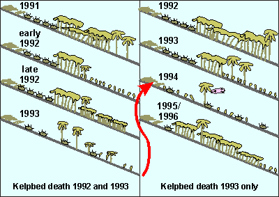 1992, 1993 kelpbed death