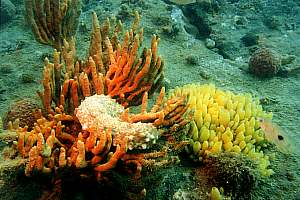 f004933: Sea cucumber cleaning sponges