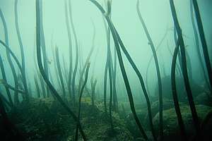 kelpbed death in Leigh left stalks standing