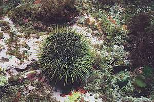 a sick sea urchin folding its spines