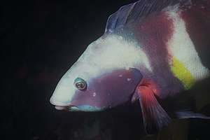 male sandagers wrasse with fungal infection