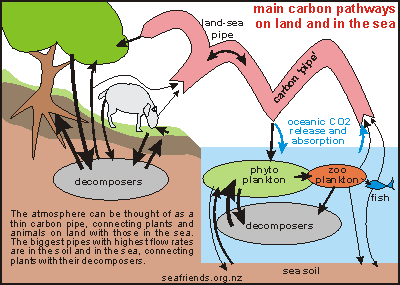 Bjerrum Diagram