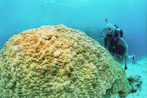 'massive' Porites coral bommy and diver