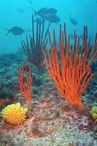 f000125: sponges of the deep reef