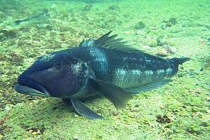 f000821: mature male blue cod, Parapercis colias