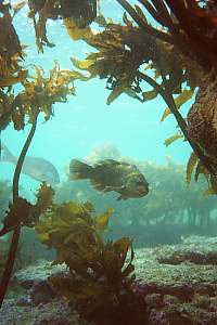 f001921: banded wrasse framed by kelp