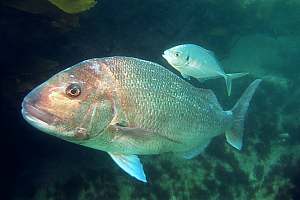 f002809: large snapper and private cleanerfish