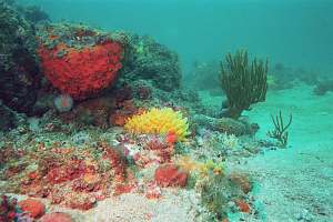f004811: deep reef with a variety of sponges