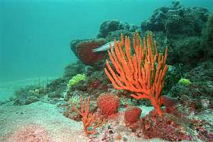f004812: deep reef sponges