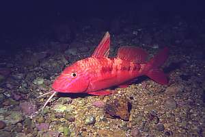 f009830: resting goatfish are brightly coloured