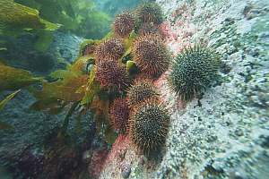 f013229: urchins attacking kelp