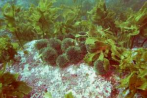 f014826: kelp under urchin attack