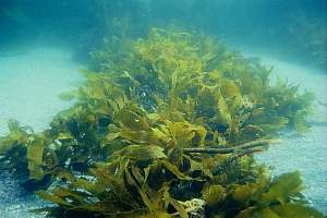 f017907: tumble kelp stays alive