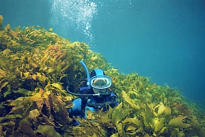 f014826: mature stalked kelp grows man-high