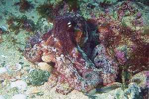 f028310: sand octopus