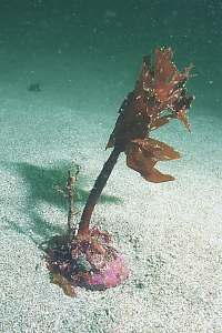 f032214: hopping kelp