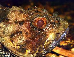 f213101: closeup of dwarf scorpionfish