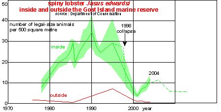 spiny lobster Jasus edwardsi at Goat Island population collapse