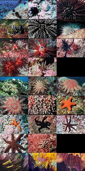 Visit the echinoderms gallery